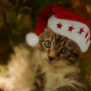 Итоги новогодней акции "Стань Дедом Морозов для бездомных животных"
