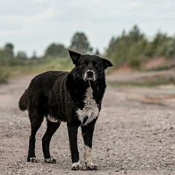 Пёс Папка и кот Арго: поддержите нашу работу по спасению бездомных животных