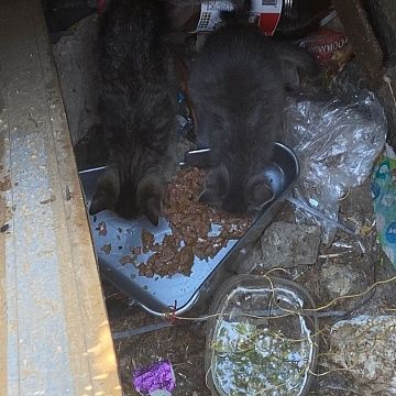 Отважные волонтёры спасли котят из глубокого колодца