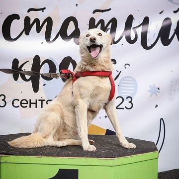 В Твери прошёл благотворительный забег с собаками "Хвостатый кросс"