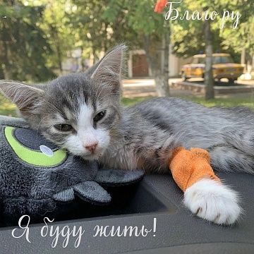 Новый проект на платформе Благо.ру в пользу бездомных котят 