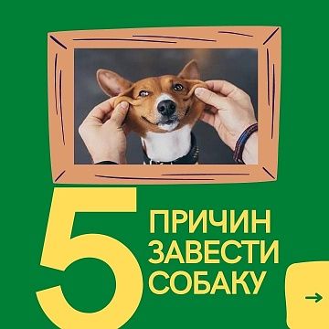 Пять причин завести собаку