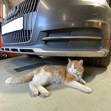 Как тверской бездомный кот Васька стал автомехаником 